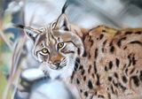 Portrait de Lynx aux Pastels secs