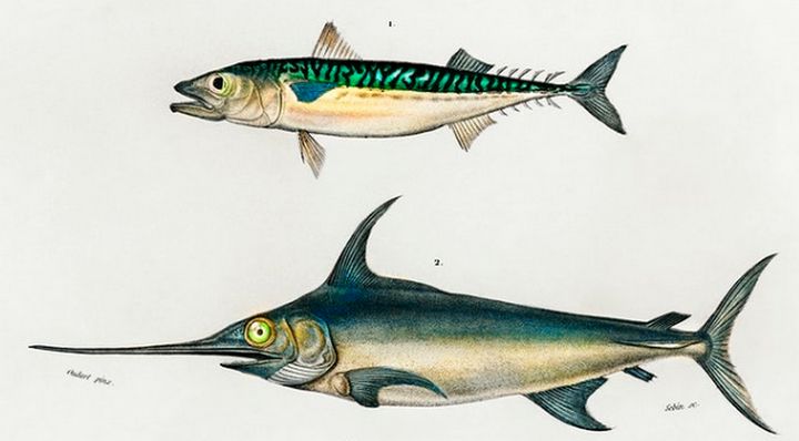 Different Types Of Fish | Fish illustration, Fish drawings, Types of fish