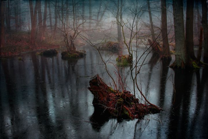 Magic forest - Anne Seltmann