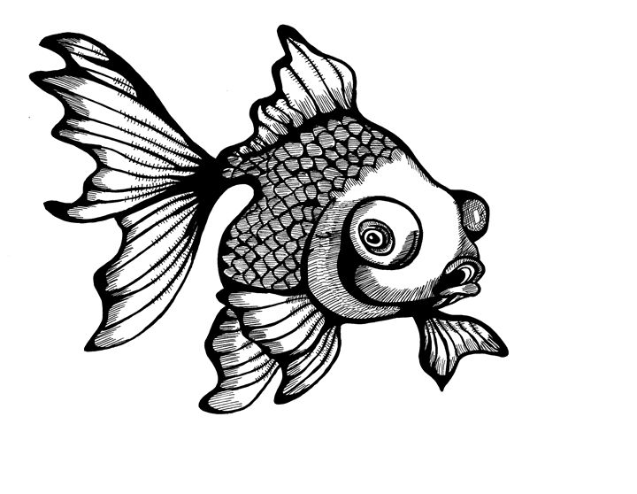 Fish From Above Drawing
