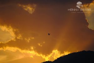 Yellow sunset with bird flying home