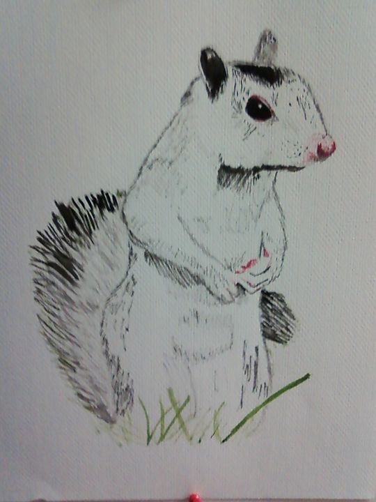 White Squirrel - Candy's Gallery