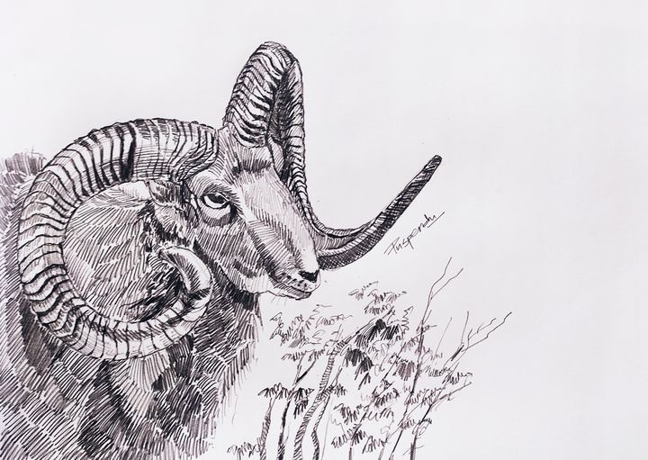 Goat Drawing | Sasha Moore