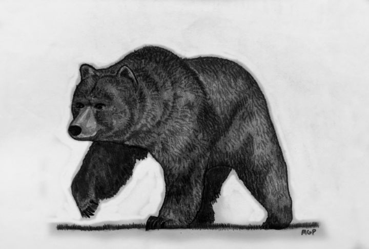 Grizzly Bear Sketch - Michael Panno - Drawings & Illustration, Animals ...