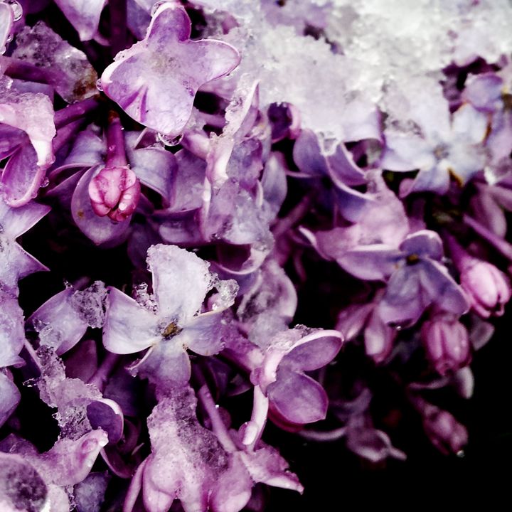 Snow and Lilacs - Amanda Hovseth