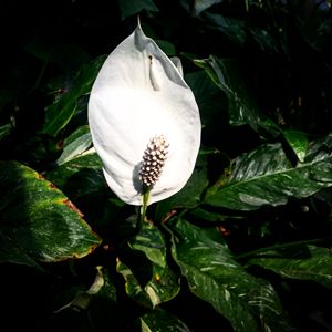 Peace Lily 2