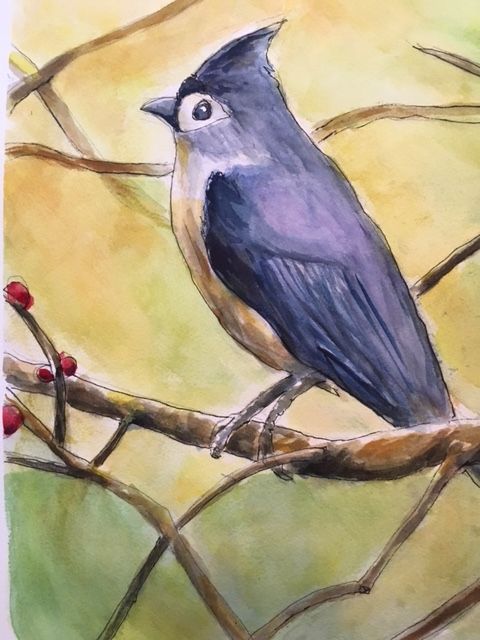 BLUE JAY - DREAMZ-ART - Drawings & Illustration, Animals, Birds, & Fish,  Birds, Bluejays - ArtPal