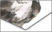 Metal Print