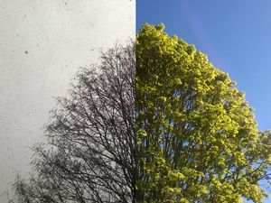 Winter/Sommer Tree