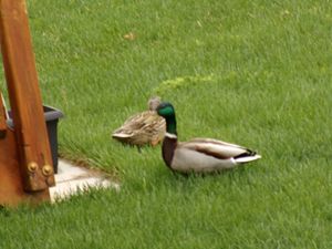 Mallard Duck Finds His Mate ..
