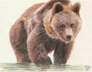 fancy bear - MZ art - Digital Art, Animals, Birds, & Fish, Bears, Brown Bear  - ArtPal