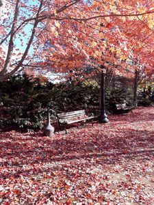Fall in Vermont - Le vice de Gladys