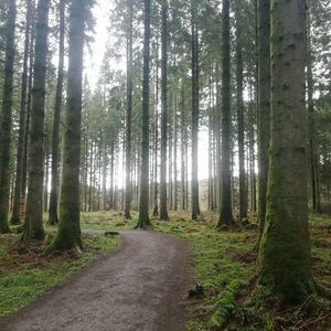 Natures Moss