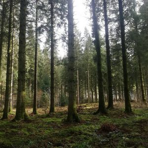 Towering trees