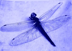 Dragonfly Frozen in Blue
