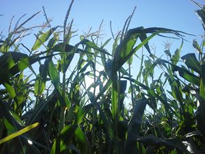 Light through top of cornstalks