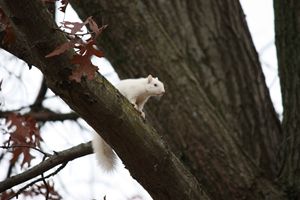 White squirrel in tree