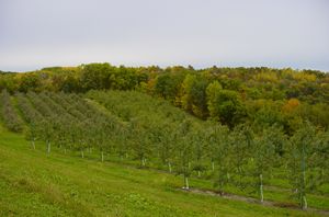 Apple orchard Fall - Gays Mills, WI