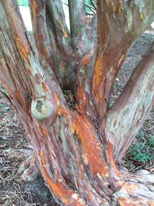 Multicolor tree bark