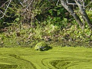 Turtle covered in algae