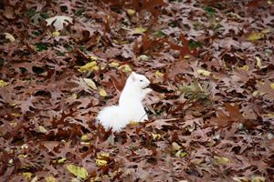 White squirrel in leaves