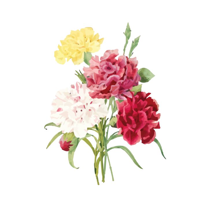 Rose Drawing, red rose decorative, floribunda, color, flower png | PNGWing