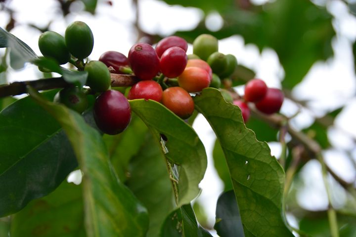 Coffee Cherries - LCB Creative