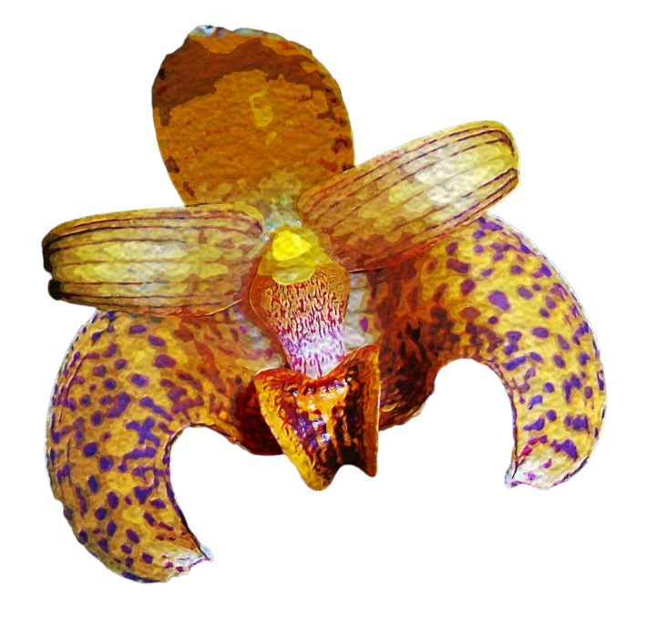 Bulbophyllum lobbii orchid - Floral Art