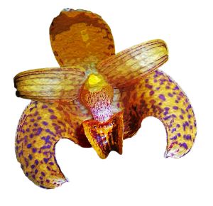 Bulbophyllum lobbii orchid