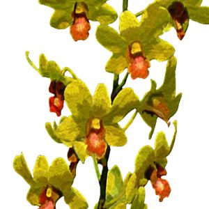Dendrobium Orchid 'Burana Green'