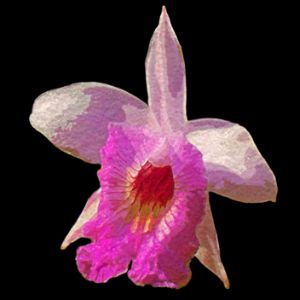 Arundina graminifolia orchid