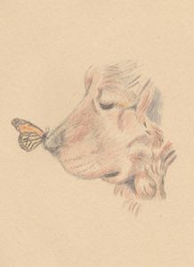 720+ Gods Coloring Book Of Birds HD