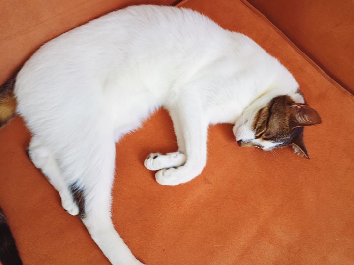 Cat- peaceful slumber - Swetha