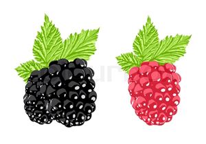 black and red berries