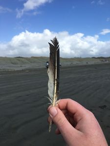 Feather From The Beach - James Orchard