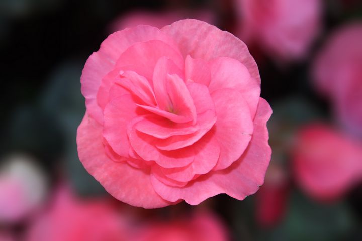Pink Begonias Flower - Teresa Gamill