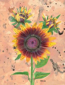 My Son's Sunflower Colored Pencil