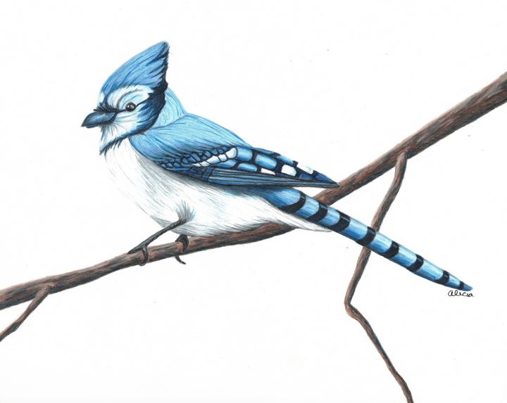 Blue Jay on a Crisp Morning - Purple Lily Art - Drawings & Illustration,  Animals, Birds, & Fish, Birds, Bluejays - ArtPal