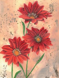 Red Gazania Flowers