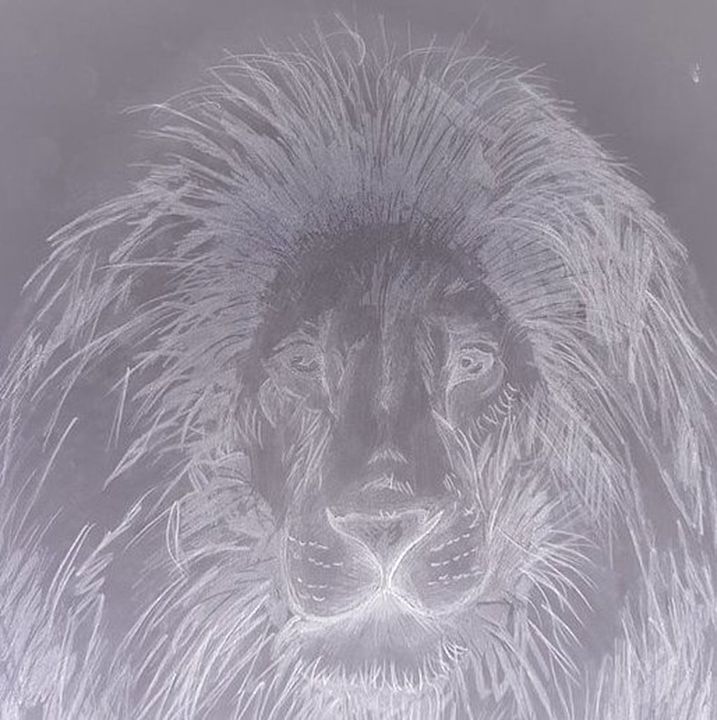 Pencil Drawing Lion - Margarita Kisyova