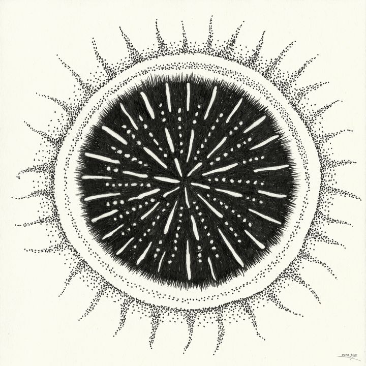Black Star - Dave Sloan