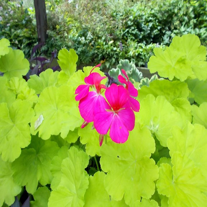 Lime Green Geranium With Pink Petals Leigh S Gallery Photography Flowers Plants Trees Plants Leaves Artpal