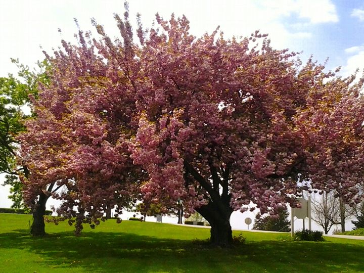 Cherry Blossom - Photos