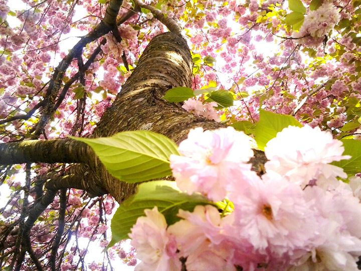 Cherry Blossom Flowers - Photos