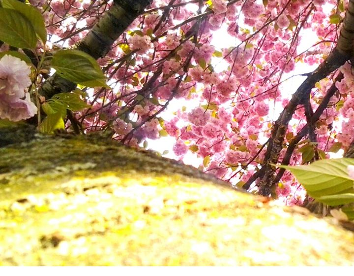 Cherry Tree Flowers - Photos