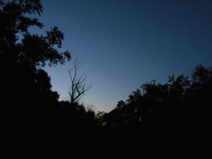 One Dead Tree