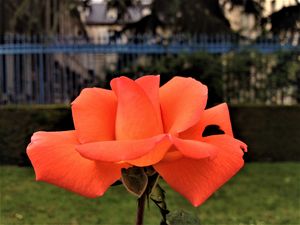 Salmon rose