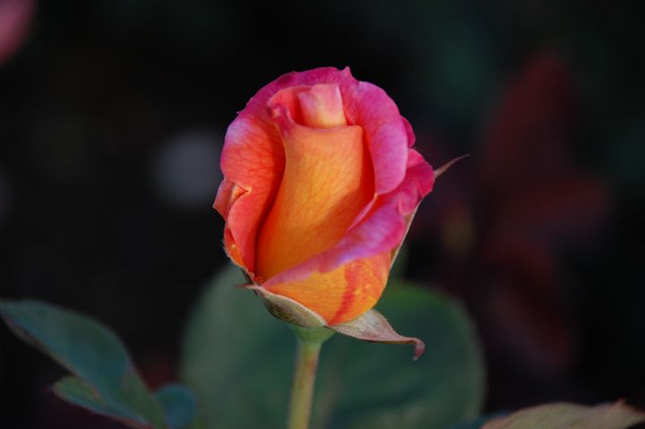 Roses of Sunset! - NorthShoreSDT