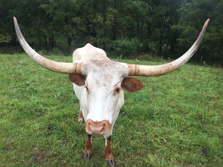 Texas Longhorns - RAart
