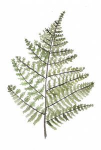 Large fern leaf original watercolor